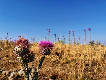 Close-up of thistle flowers on field against blue sky