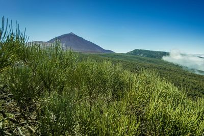 Scenic view of landscape against clear sky