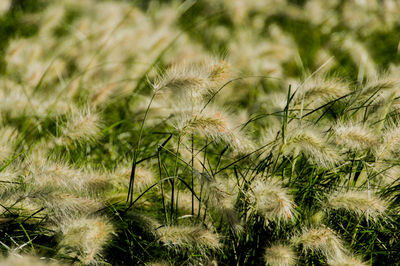 Close-up of flowering plants on field