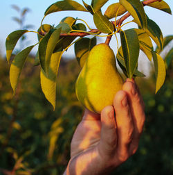 Close-up of hand holding pear fruit