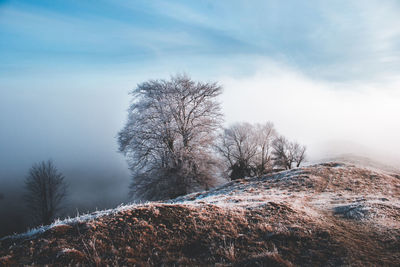 Close-up of bare tree against sky