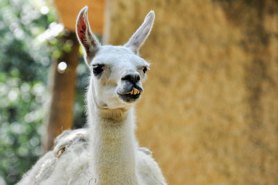 Portrait of llama standing outdoors