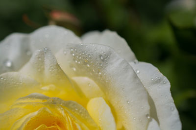 Close-up of wet flower