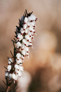 Close-up of white flowering plant