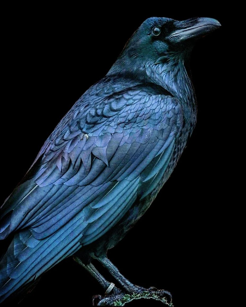 bird, animal, vertebrate, animal themes, animal wildlife, studio shot, one animal, animals in the wild, black background, no people, close-up, blue, perching, side view, indoors, nature, cut out, copy space, beak