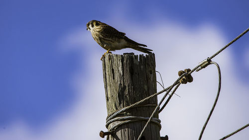 Low angle view of bird perching on wooden post