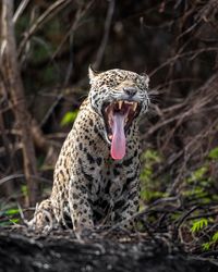 Leopard on field