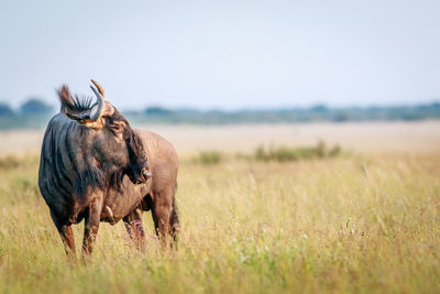 Blue wildebeest standing on grassy field against sky