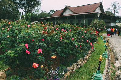 View of flowering plants by building