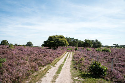 Scenic view of vineyard against sky