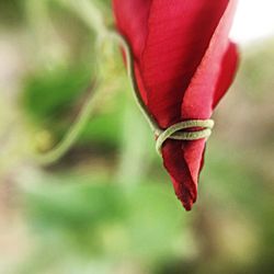 Close-up of red flower