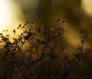 Close-up of plants against blurred background