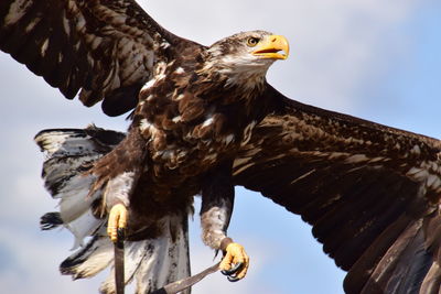 Low angle view of eagle flying