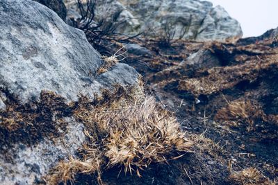 Close-up of dead plant on rock