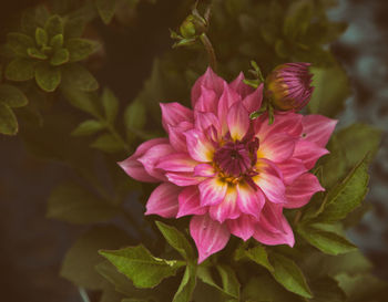 Close-up of pink flowers