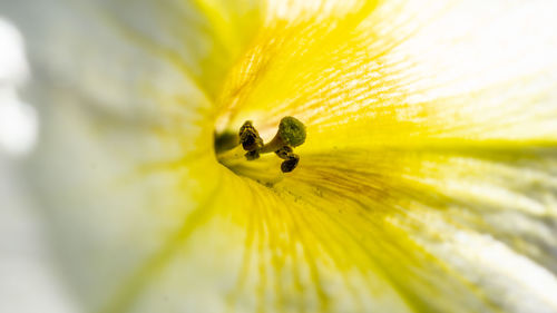 Close-up of yellow flower