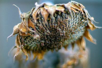 Close-up of insect