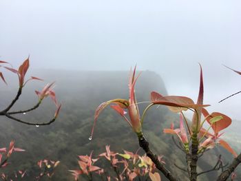 Close-up of plants against sky