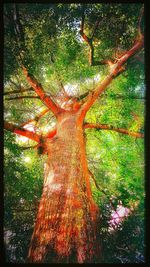 Full frame shot of tree trunk