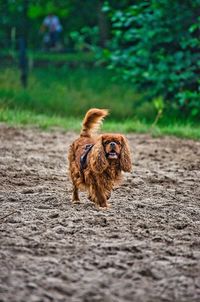 Brown dog running on road