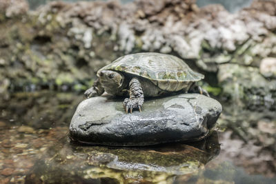 Specimen of european turtle on a rock inside a terrarium