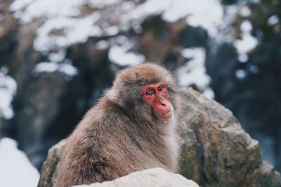 Monkey looking away on rock