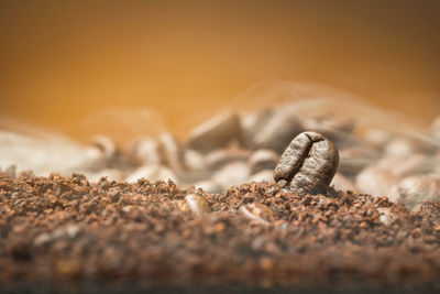 Close-up of coffee beans over the ground coffee 