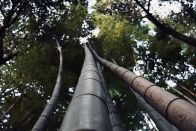 Low angle view of bamboo trees in forest