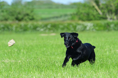 Action shot of a young black labrador retriever running through a field to retrieve a rock