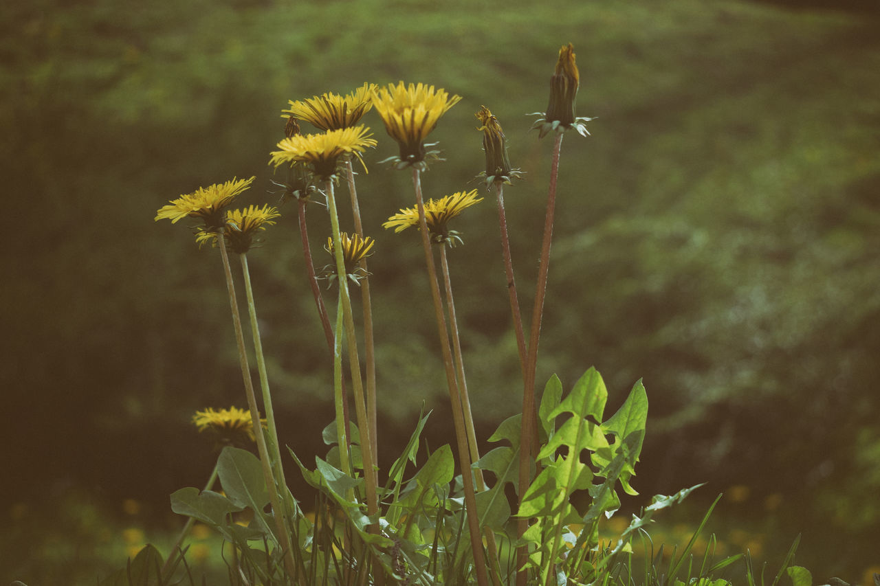 plant, growth, beauty in nature, flower, flowering plant, fragility, focus on foreground, vulnerability, nature, close-up, no people, day, land, freshness, field, plant stem, yellow, outdoors, tranquility, green color, flower head