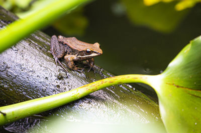 Close-up of frog on plant