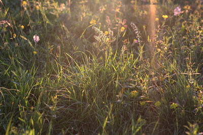 Close-up of plants at sunset