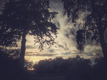 Silhouette trees in forest against cloudy sky