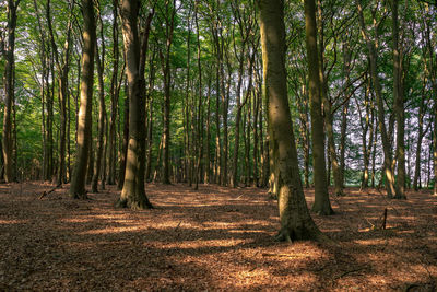 Trees in forest