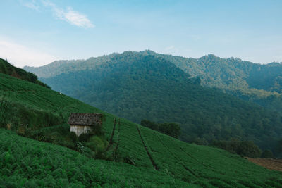 Scenic view of agricultural field against sky