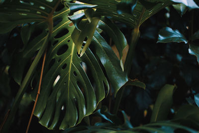 Close-up of fresh green leaves in water