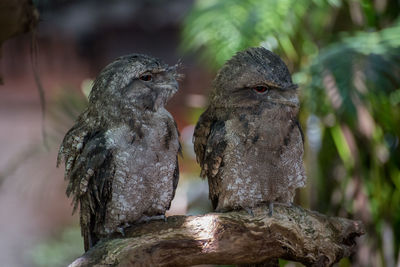 Close-up of birds perching on wood