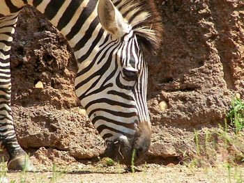 Zebra on field during sunny day