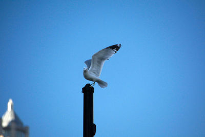 Low angle view of seagull perching against clear blue sky
