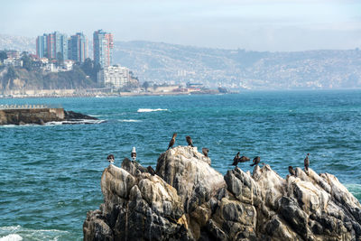 Birds perching on rocks by sea against sky