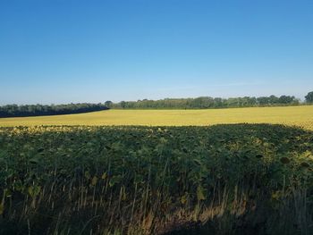 Scenic view of field against clear sky