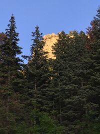 Low angle view of pine trees against sky