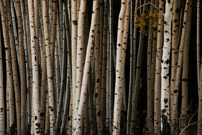 Full frame shot of bamboo trees in forest