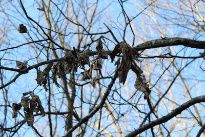 Low angle view of bare tree against sky