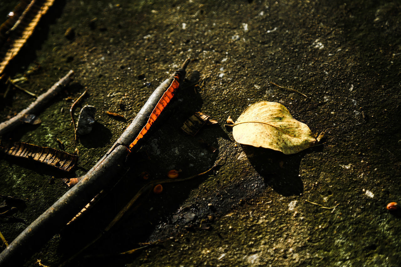 HIGH ANGLE VIEW OF FALLEN LEAF ON METAL