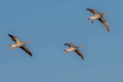 Low angle view of seagulls flying