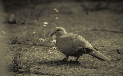 Close-up of bird perching on field