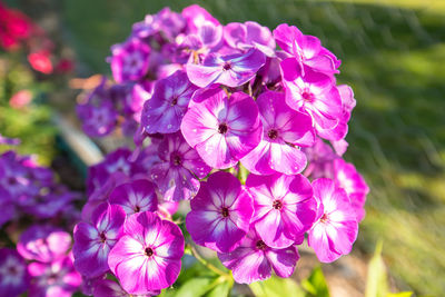 Close-up of pink flowering plant