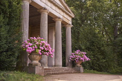 Pink flowering plants in park