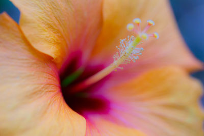 Close-up of hibiscus 